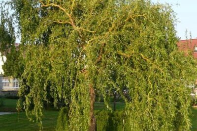 Wierzba plącząca ERYTHROFLEXUOSA dekoracyjne POSKRĘCANE LIŚĆIE