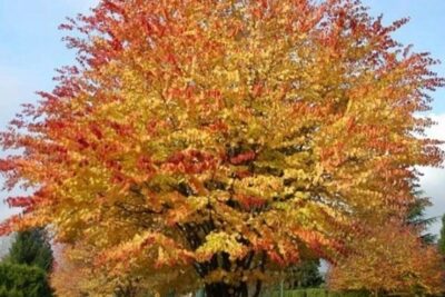 Grujecznik JAPOŃSKI