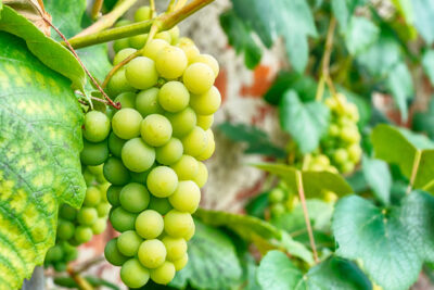 Winogrono winorośl JOHANNITER