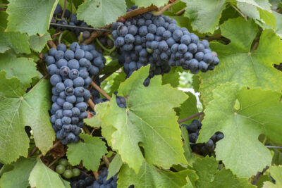 Winogrono winorośl LEON MILLOT