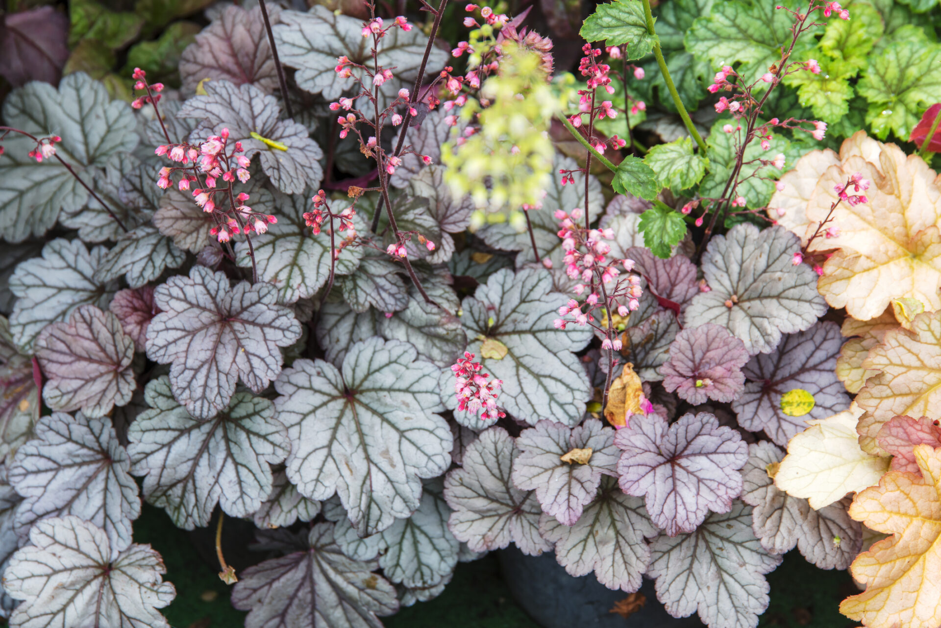 Żurawka SILVER SCROLLS - obrazek 3