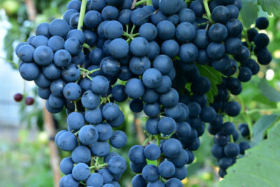 Winogrono winorośl RONDO