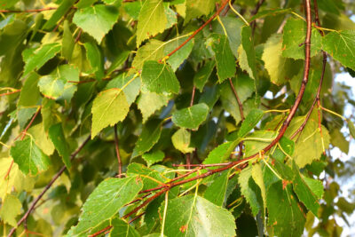 Brzoza brodawkowata SPIDER ALLEY