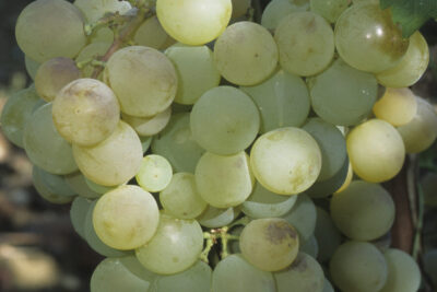 Winogrono winorośl AURORA