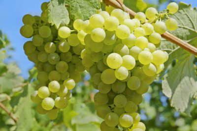 Winogrono winorośl REFREN