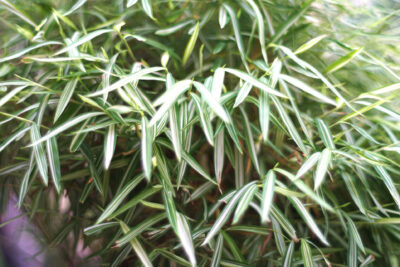 Bambus karłowy VARIEGATUS