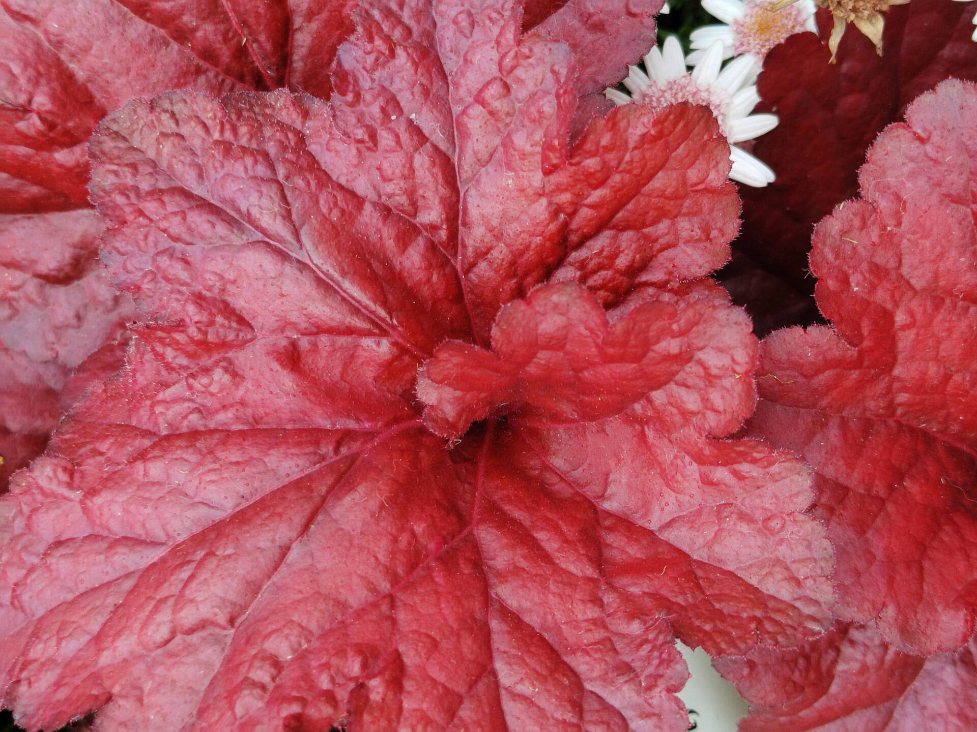 Żurawka CARMENTICA - obrazek 2