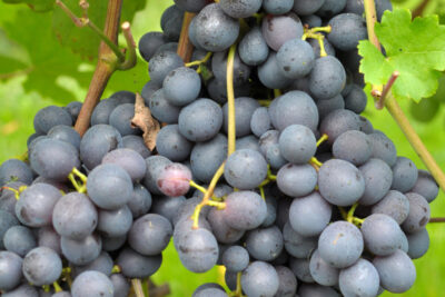 Winogrono winorośl MUSCAT BLEU