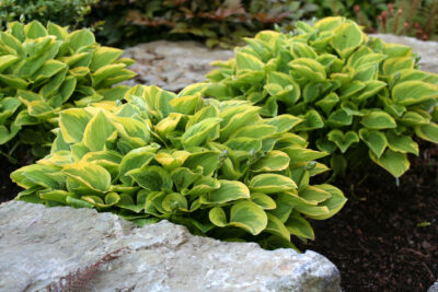 Funkia Hosta RADIANT EDGER
