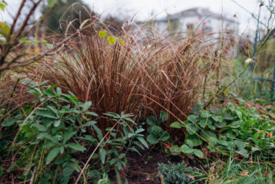 Turzyca Buchanana RED ROSTER niezwykła BARWA LIŚĆI w DONICZCE