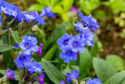 Miodunka wąskolistna BLUE ENSIGN