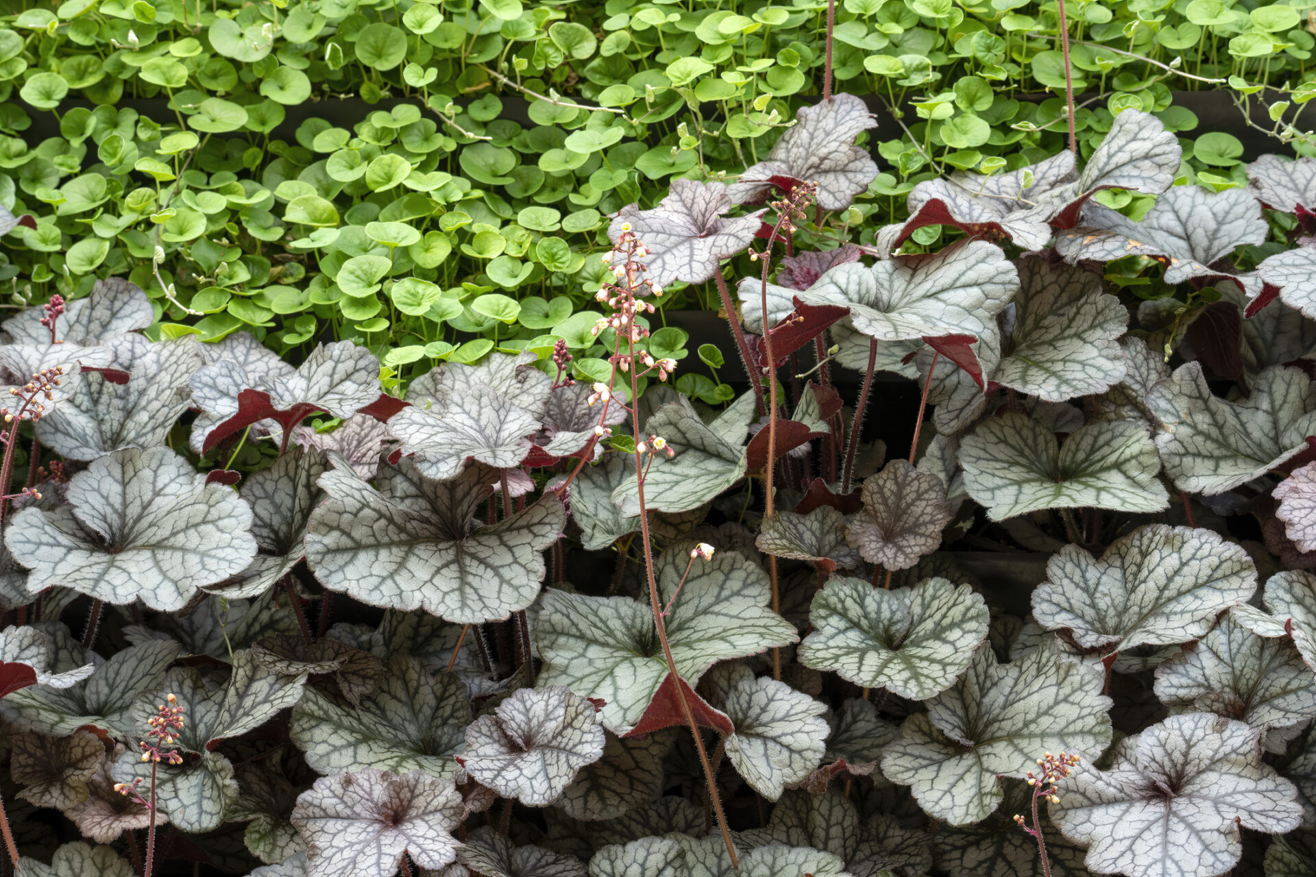 Żurawka SILVER SCROLLS - obrazek 5