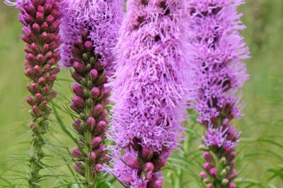 Liatra kłosowa FLORISTAN VIOLET