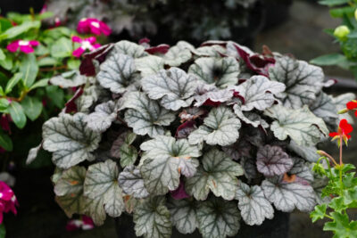 Żurawka SILVER SCROLLS