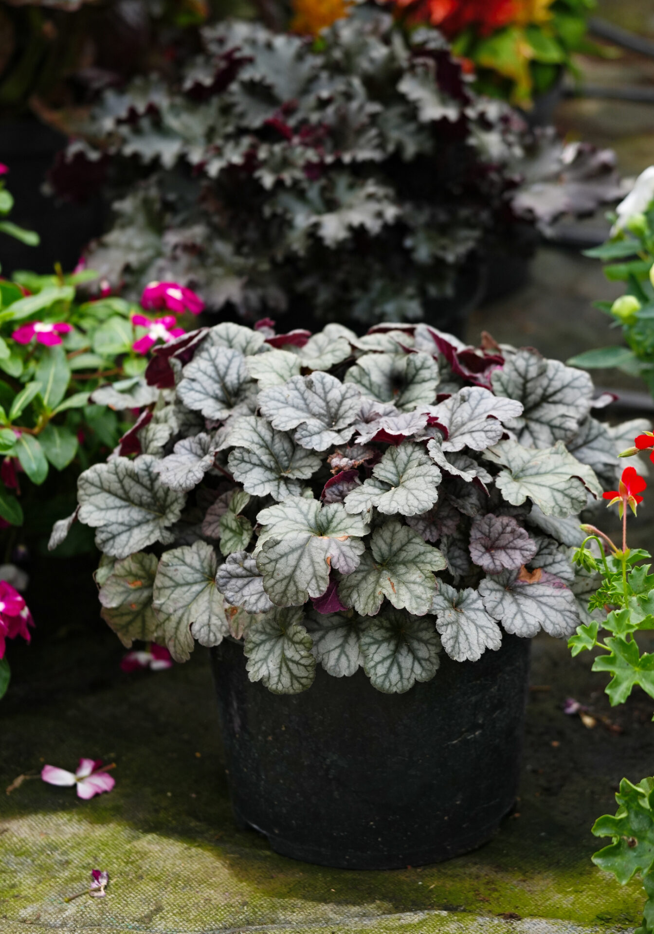 Żurawka SILVER SCROLLS