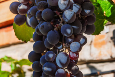 Winogrono winorośl ZILGA słodki aromatyczny SMAK odmiana MROZOODPORNA