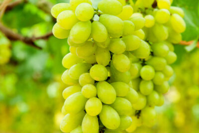 Winogrono winorośl REGINA