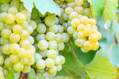 Winogrono winorośl SOLARIS