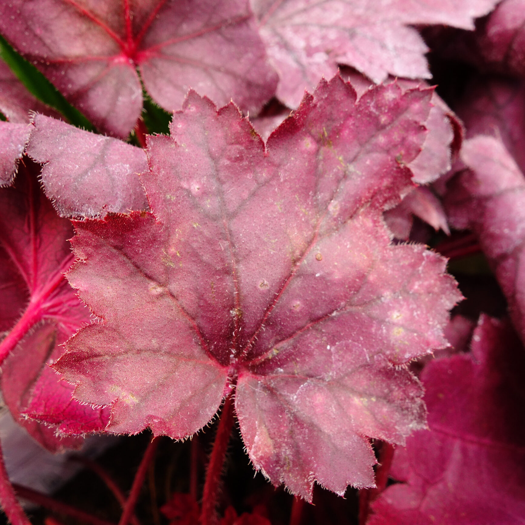 Żurawka CARMENTICA - obrazek 3