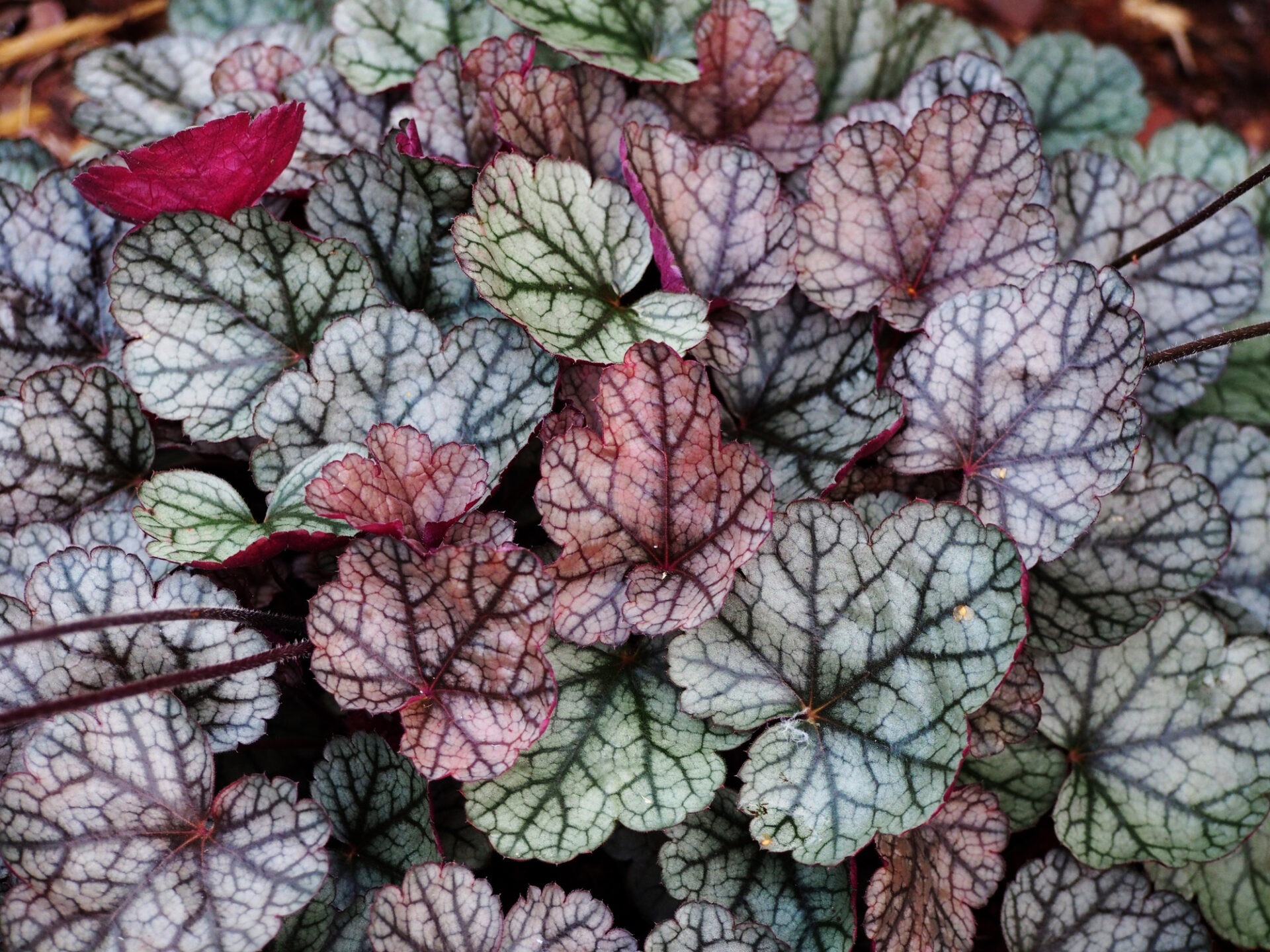 Żurawka SILVER SCROLLS - obrazek 2