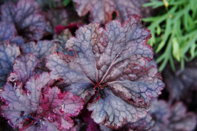 Żurawka BEAUJOLAIS śliczna odmiana ELEGANCKI WYGLĄD w DONICZCE