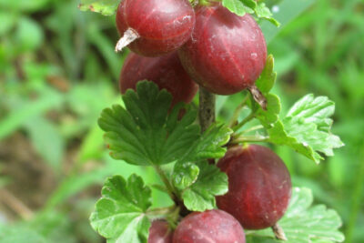 Agrest czerwony SIEWIERNYJ KAPITAN pyszne SOCZYSTE OWOCE