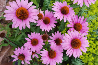 Echinacea Jeżówka SPLENDOR COMPACT DARK ROSE