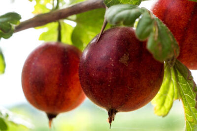 Agrest czerwony HINNOMAKI ROT