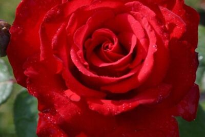 Róża wielkokwiatowa GRANDE AMORE