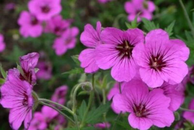 Bodziszek czerwony LEEDS VARIETY