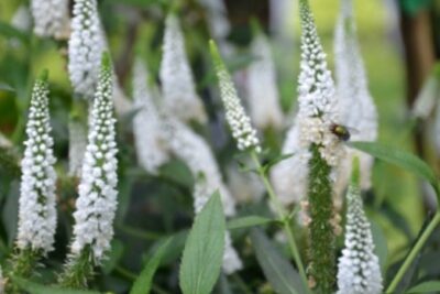 Przetacznik długolistny FIRST LADY