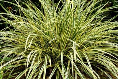 Turzyca oszimska MAXIGOLD