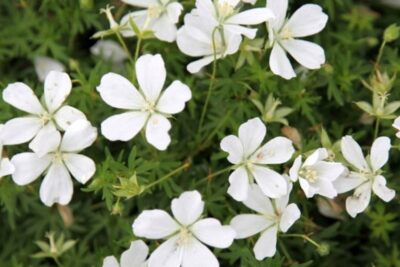 Bodziszek czerwony ALBUM