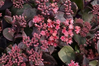 Rozchodnik GLOBE PURPLE