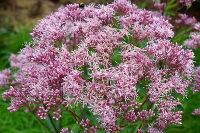 Sadziec plamisty PHANTOM