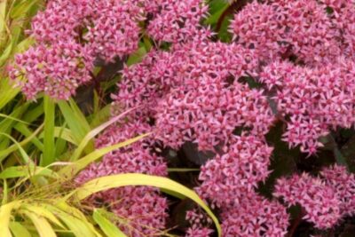 Rozchodnik CLOUD WALKER