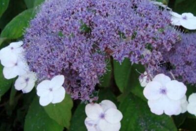 Hortensja kosmata MACROPHYLLA