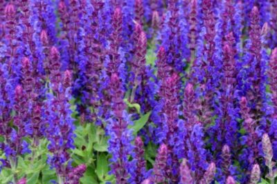 Szałwia omszona MARVEL DARK BLUE