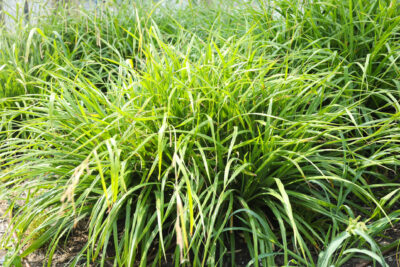 Turzyca morrowa IRISH GREEN