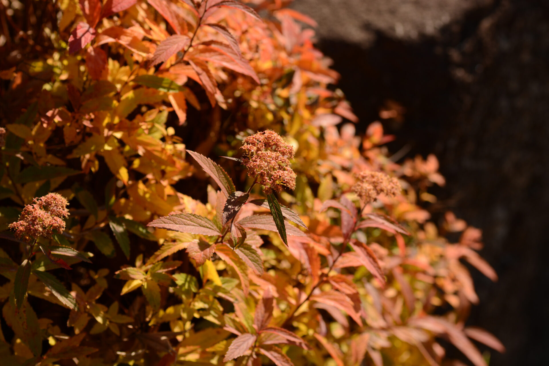 Tawuła japońska LITTLE FLAME - obrazek 2