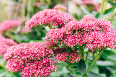 Rozchodnik CLOUD WALKER