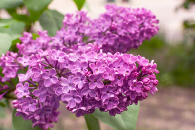 Lilak pospolity LUDWIG SPAETH