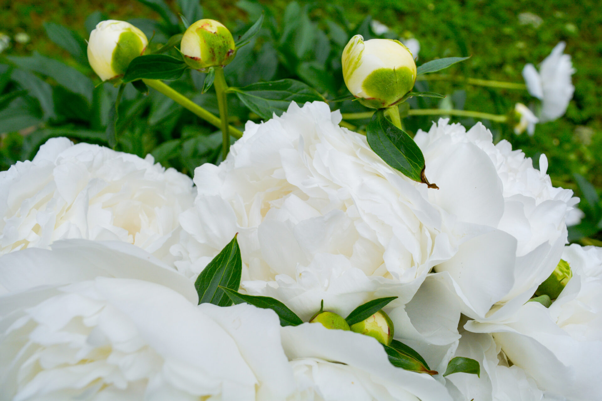 Piwonia chińska MARIE LEOMINE - obrazek 2