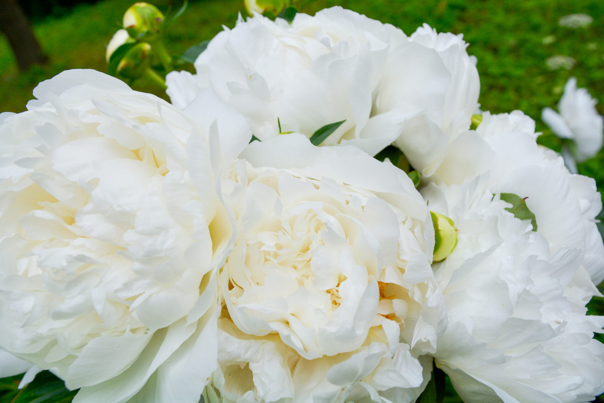 Piwonia chińska MARIE LEOMINE - obrazek 3