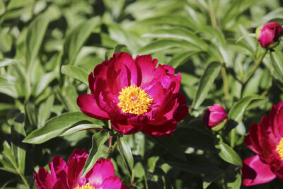 Piwonia SCARLET HEAVEN