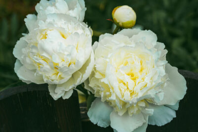 Piwonia chińska MARIE LEOMINE