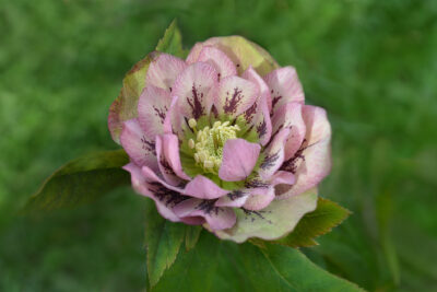 Ciemiernik ogrodowy DOUBLE ELLEN SPOTTED PINK