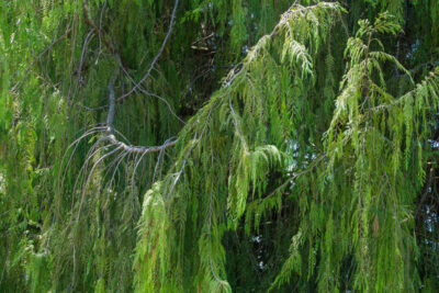 Cyprysik nutkajski PENDULA