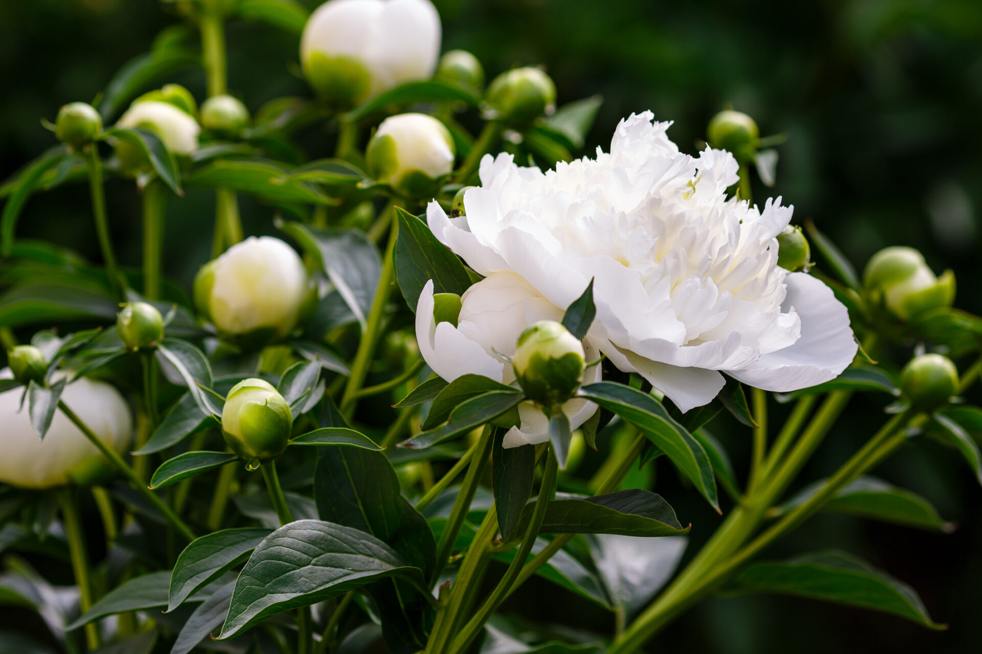 Piwonia chińska MARIE LEOMINE - obrazek 4