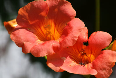 Milin pośredni MME GALEN